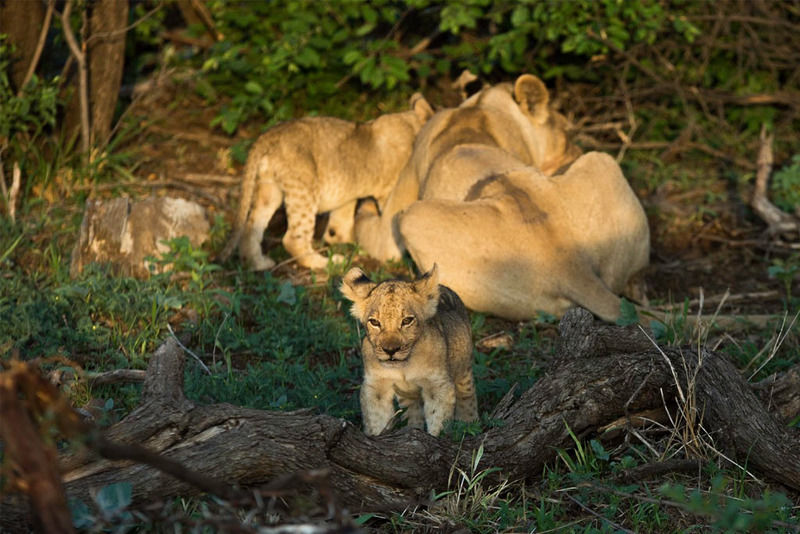 Impodimo Game Lodge Madikwe Game Reserve Exterior foto